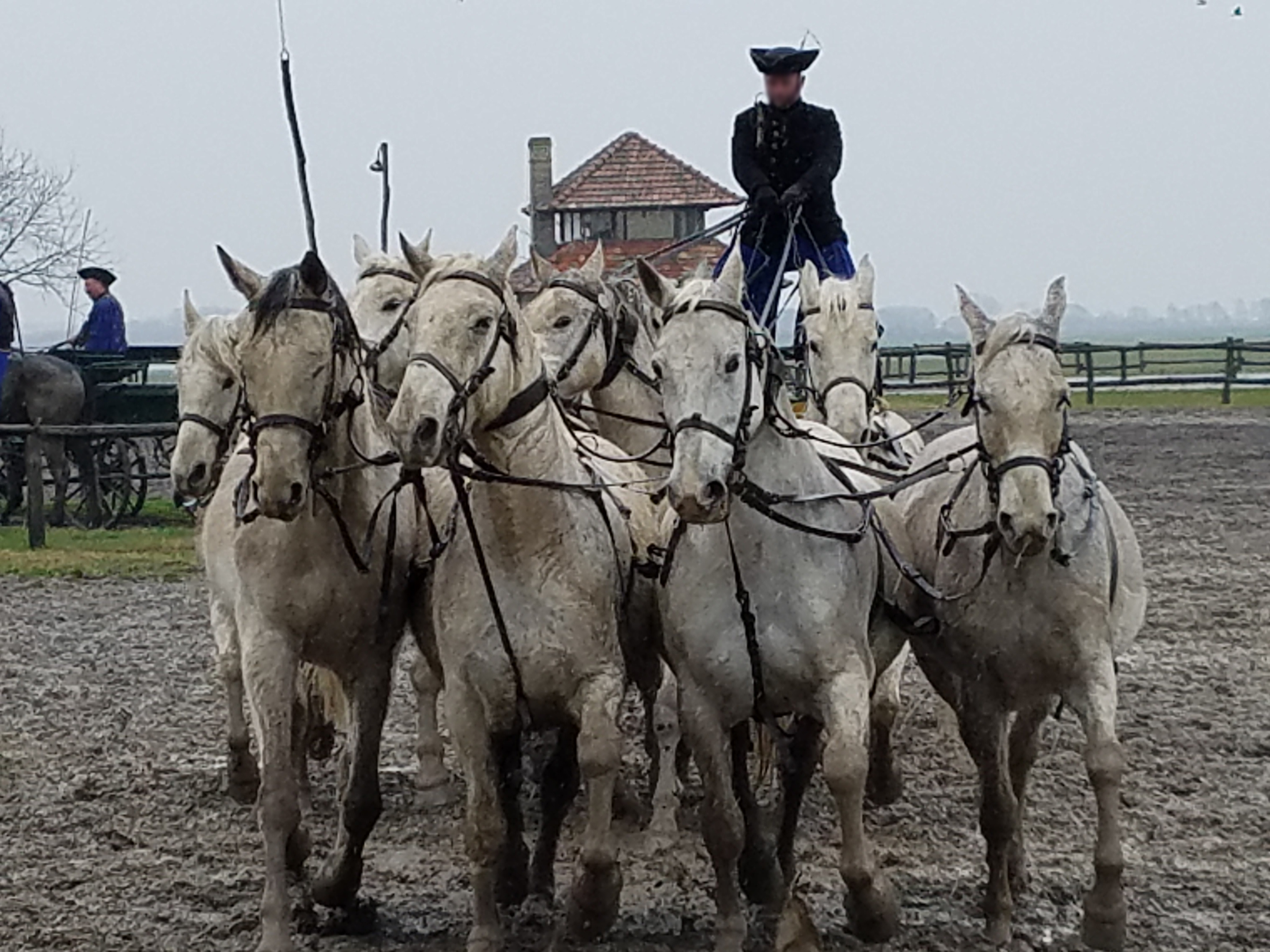 Outdoor show at the Bakodpuszta Equestrian Center near Kalocsa showing a rider controlling eight horses. The people of the Puszta region have long relied on the horse for transport, settlement, and defending their land.