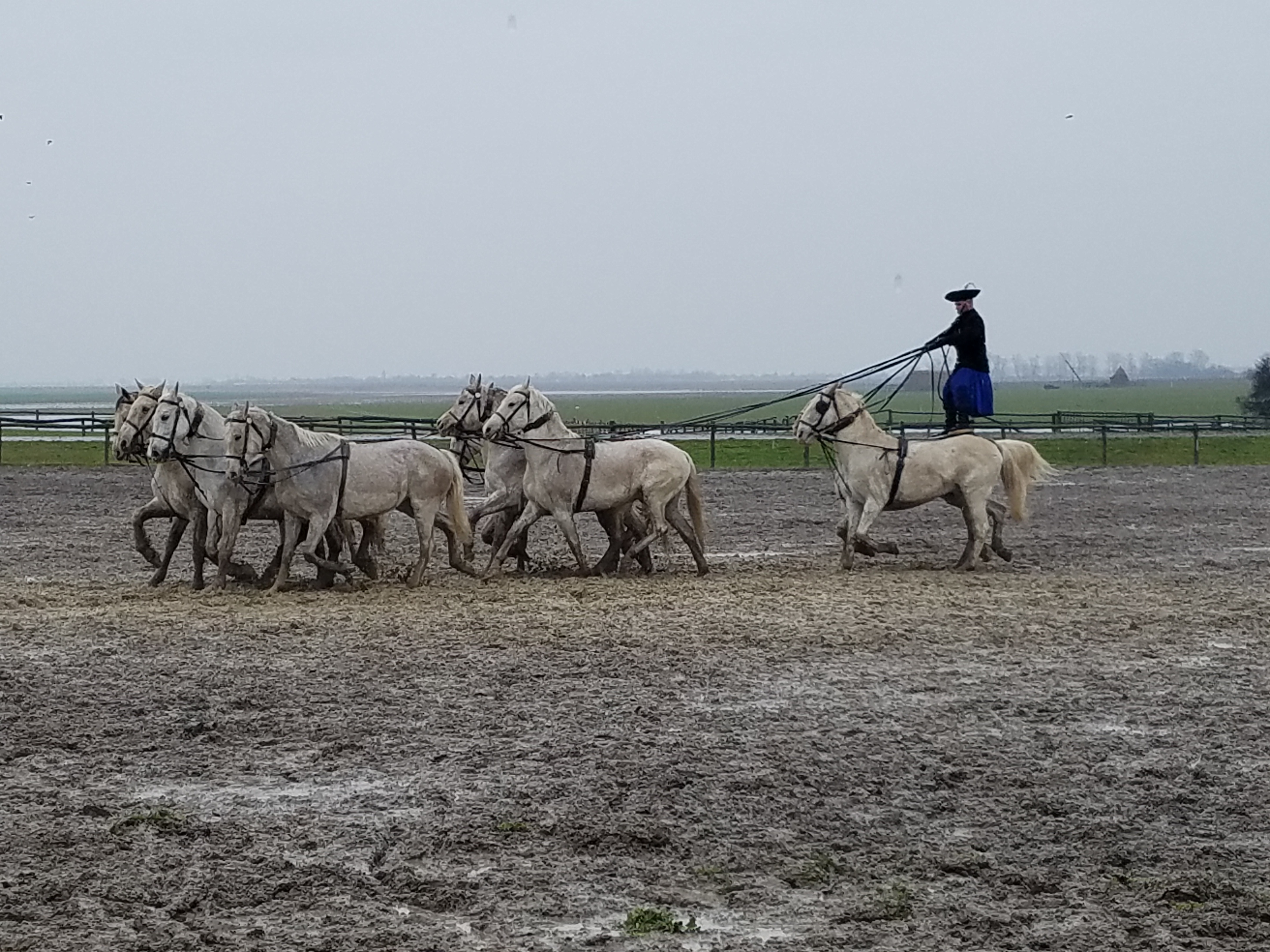 Outdoor show at the Bakodpuszta Equestrian Center near Kalocsa showing a rider controlling ten horses. 