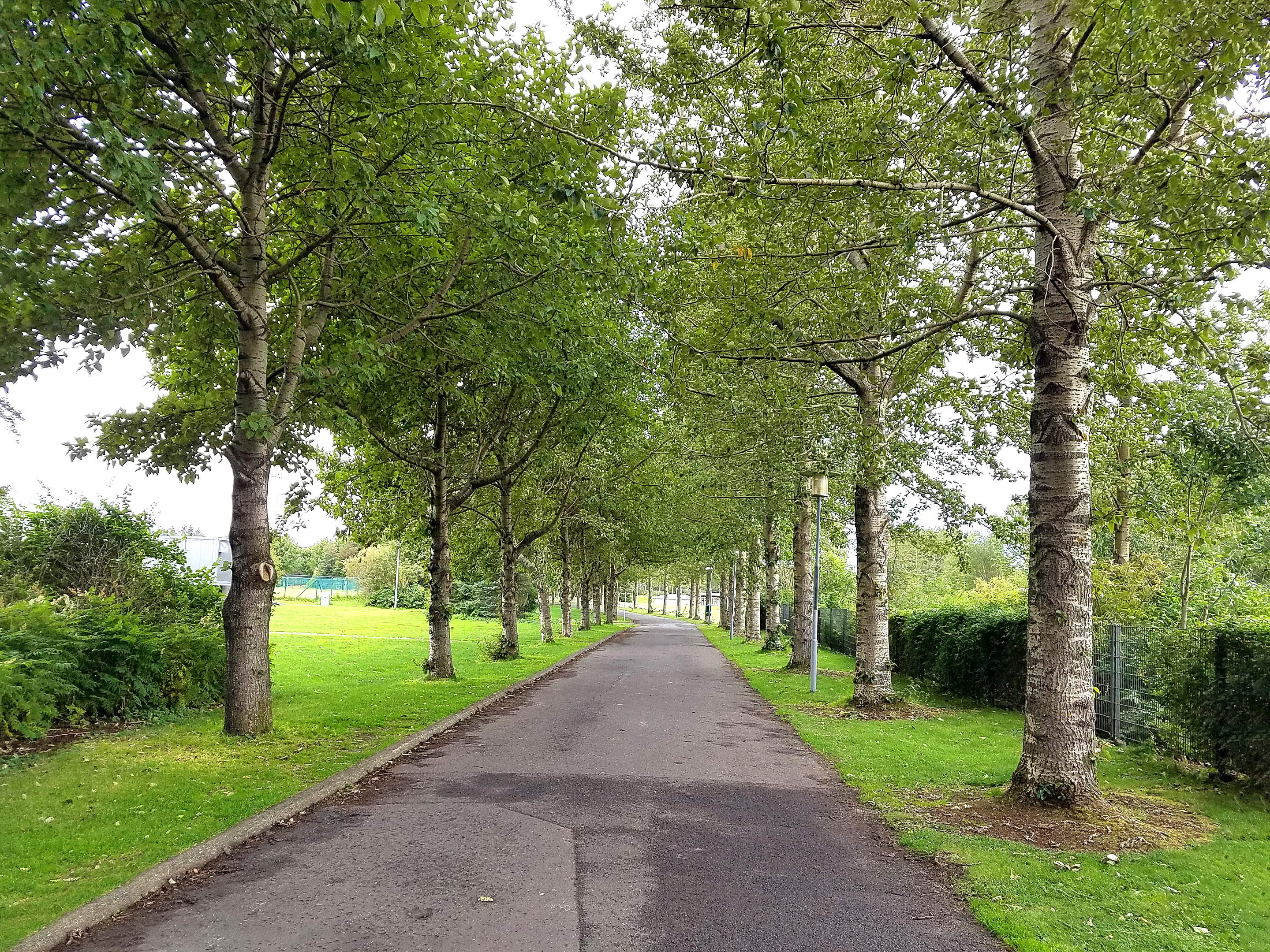 Large trees in the Arboretum in Reykjavik.  This "forest" is unusual because Iceland is largely devoid of trees.  The original forests were cut down by settlers, and abundant grazing animals consume any trees that attempt to grow and that do not perish in the cold and windy conditions on the island.