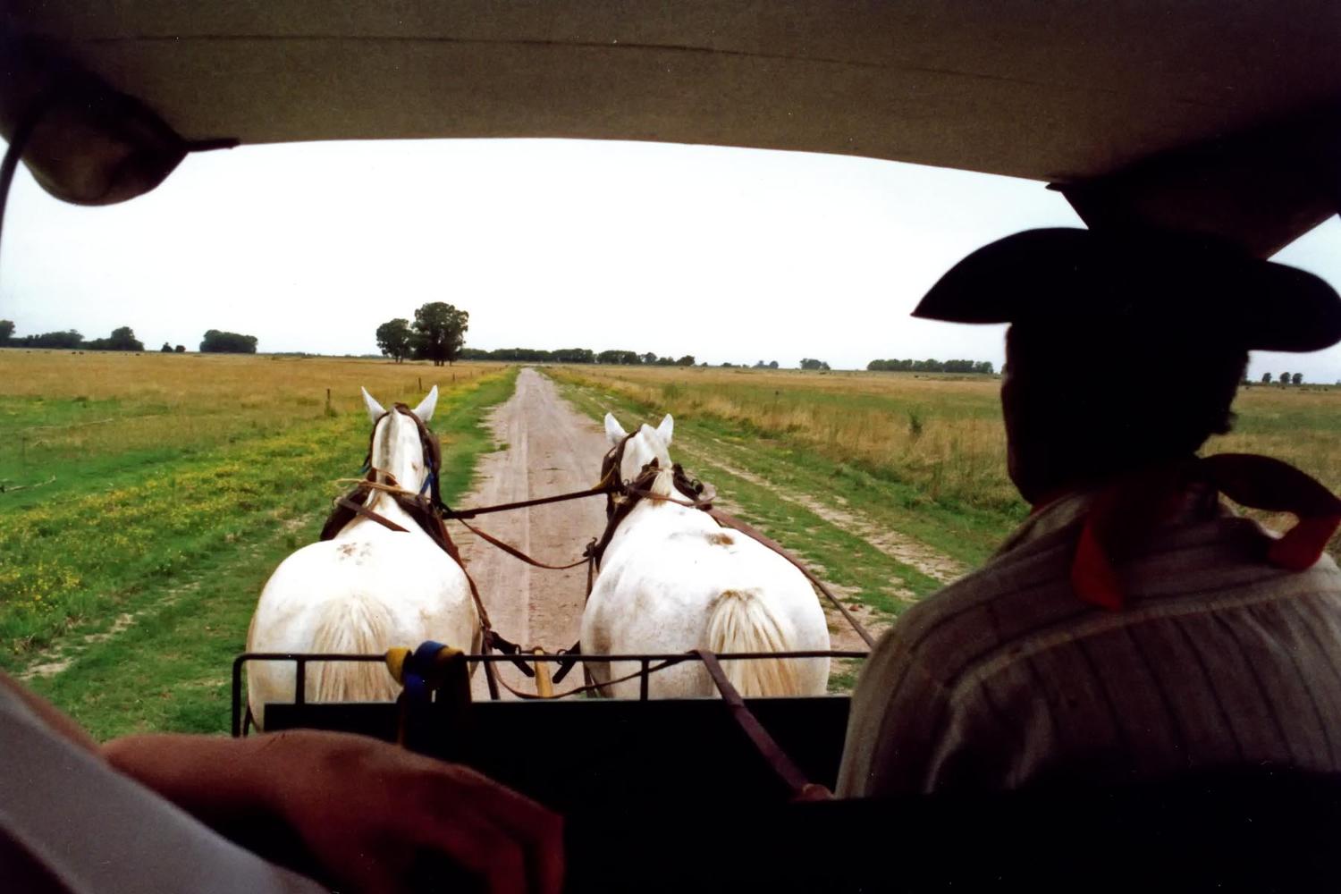 A Gaucho (Argentine cowboy) driving a carriage across the pampas. The pampas are a vast, fertile lowland plain found mostly in Argentina, but extending into Uruguay and southernmost Brazil. Vegetation is predominantly composed of grasses; trees are scattered or even absent in places. Important for cattle ranching and farming, the region contains rich topsoils that in places are up to 300 m (1,000 ft) in depth.
