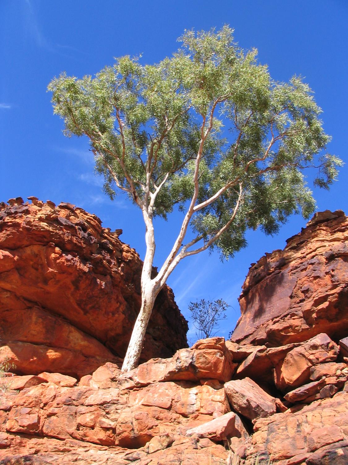 A green sentinal overlooking Kings Canyon in Australia's Outback.
