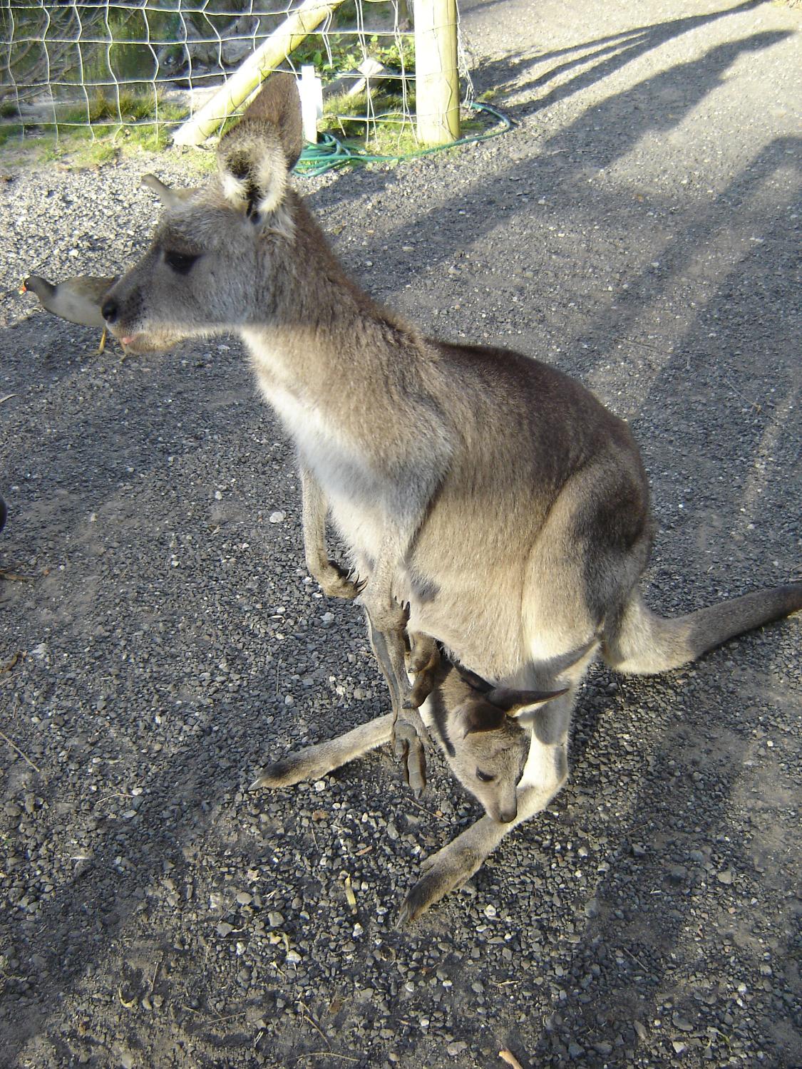 Often mistaken for kangaroos, wallabies abound in Australia; this one has a baby (joey) in its pouch.