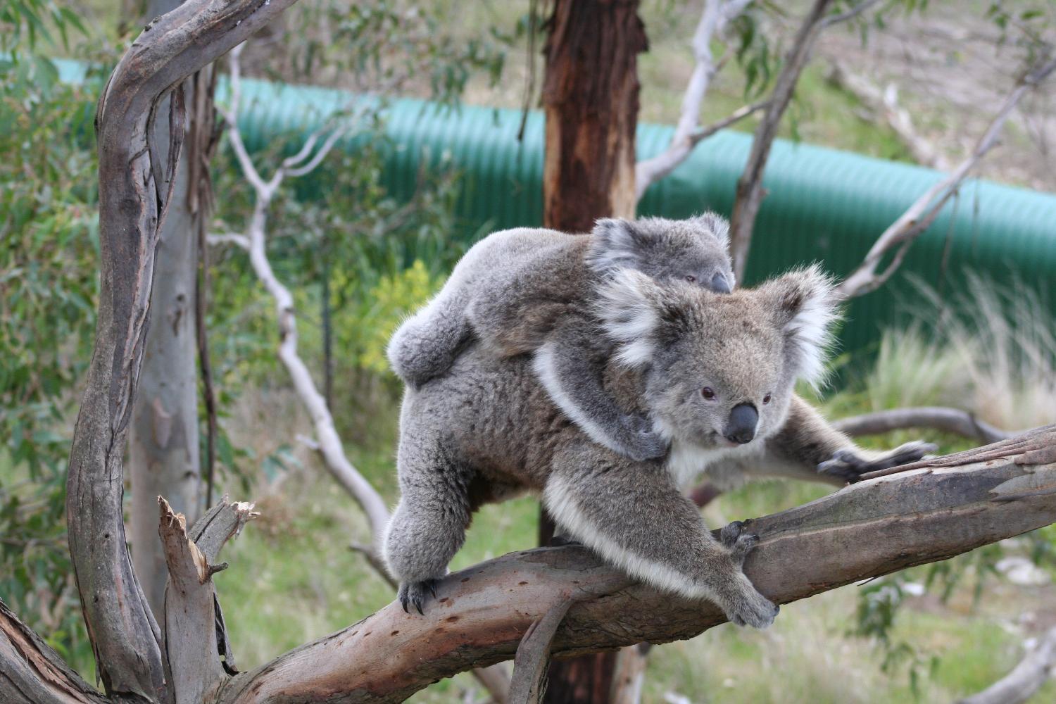 A koala female and her joey. Koalas are found in coastal regions in eastern and southern Australia. Despite the fact they are sometimes incorrectly referred to as bears, koalas are actually marsupials, usually giving birth to one offspring per year. The koala eats leaves and bark and is one of a small number of mammals capable of digesting eucalyptus leaves.
