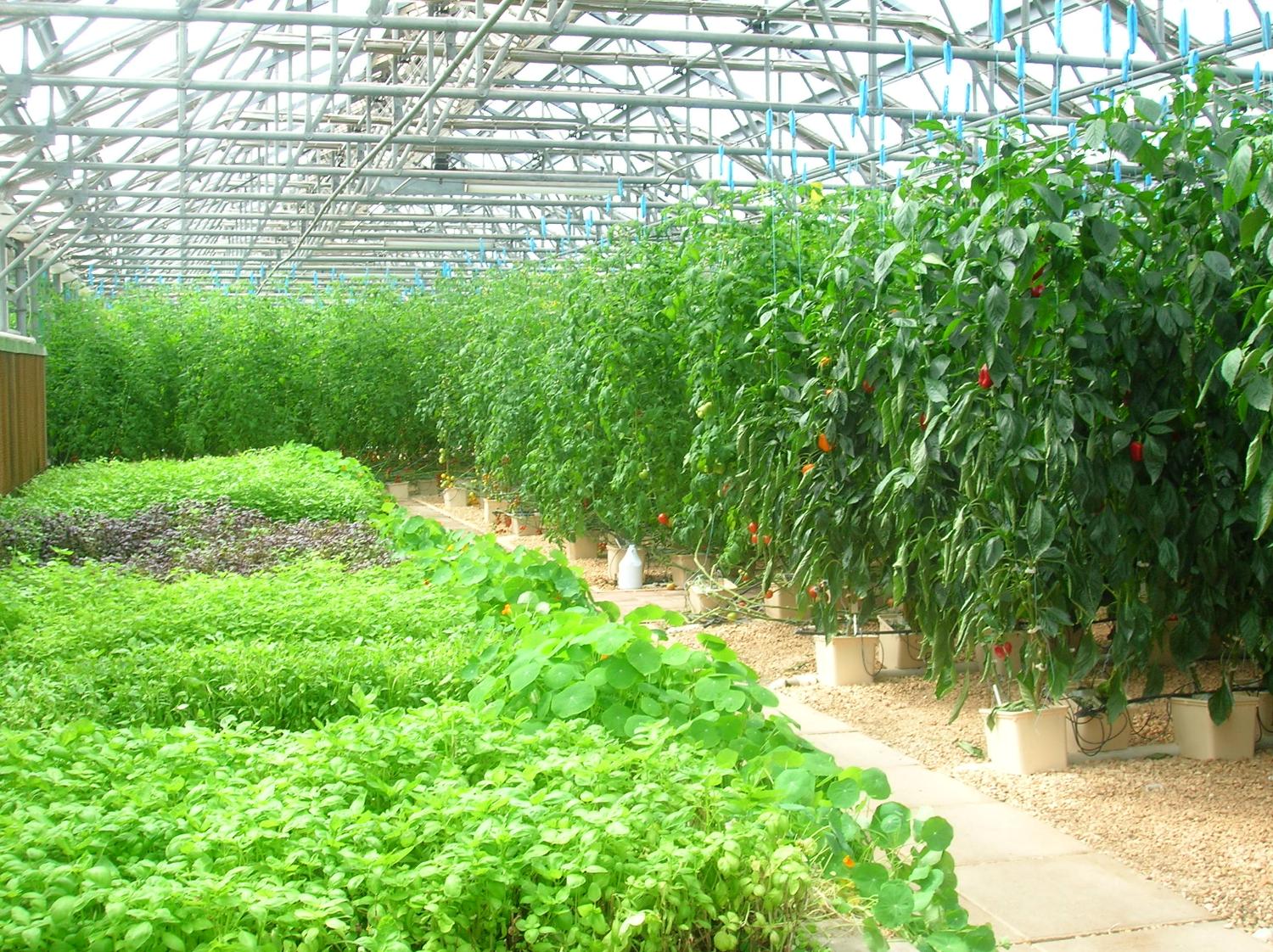 Soil on the island is of poor quality making it difficult to grow most crops locally. The CuisinArt Resort at Rendezvous Bay has a 1,670 sq m (18,000 sq ft) hydroponics farm, unique to the Caribbean. The greenhouses are built to withstand 177 kmph (110 mph) winds, common during hurricane season. The farm grows vegetables, lettuce, and a variety of herbs.