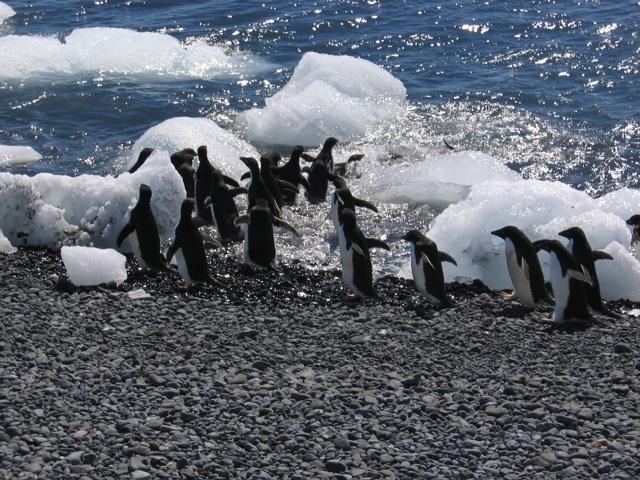 Adelie penguins entering the ocean at Brown Bluff at the end of the Tabarin Peninsula.