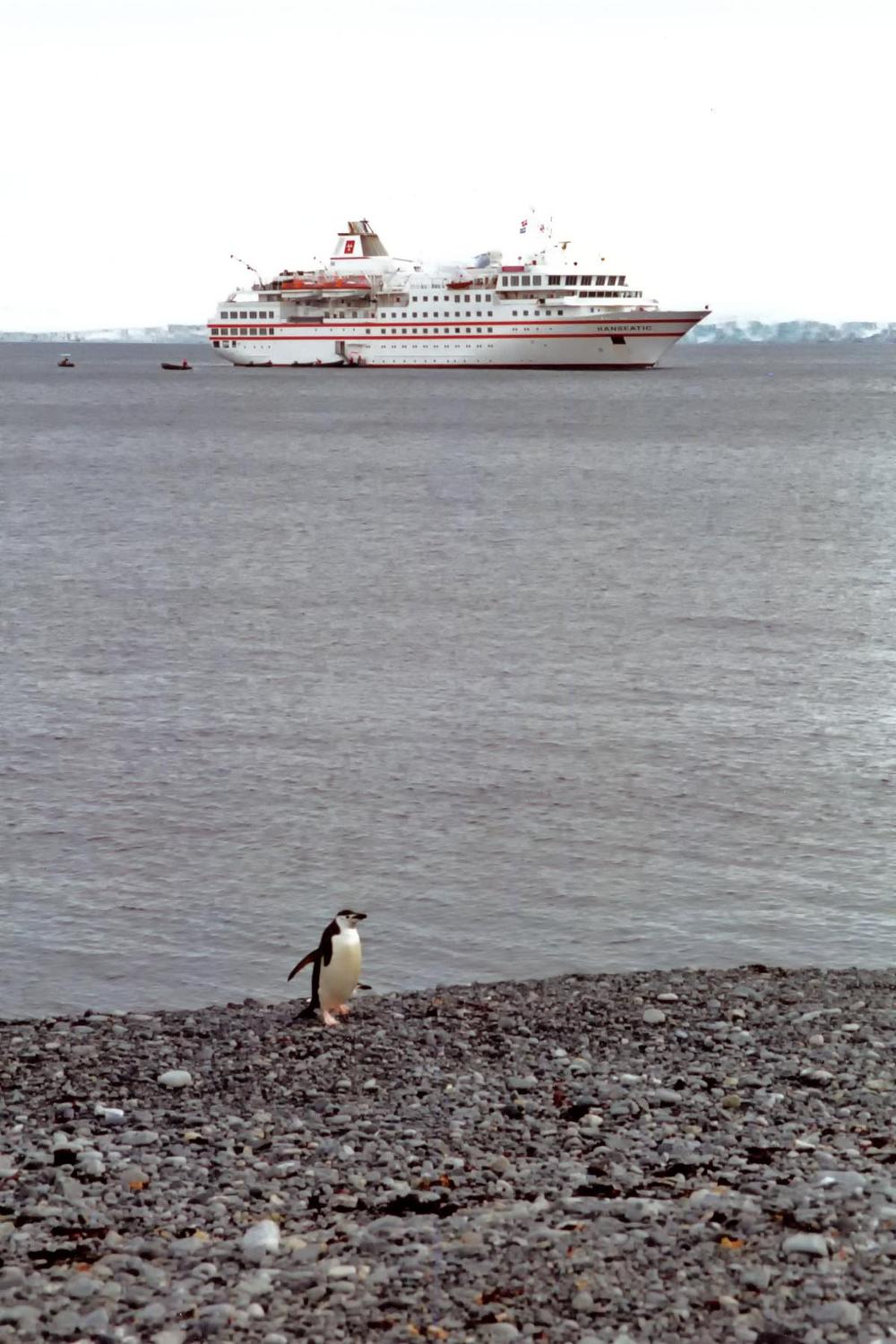 Chinstrap penguin waiting for the Zodiacs to arrive and disgorge the latest "flocks" of passengers. 