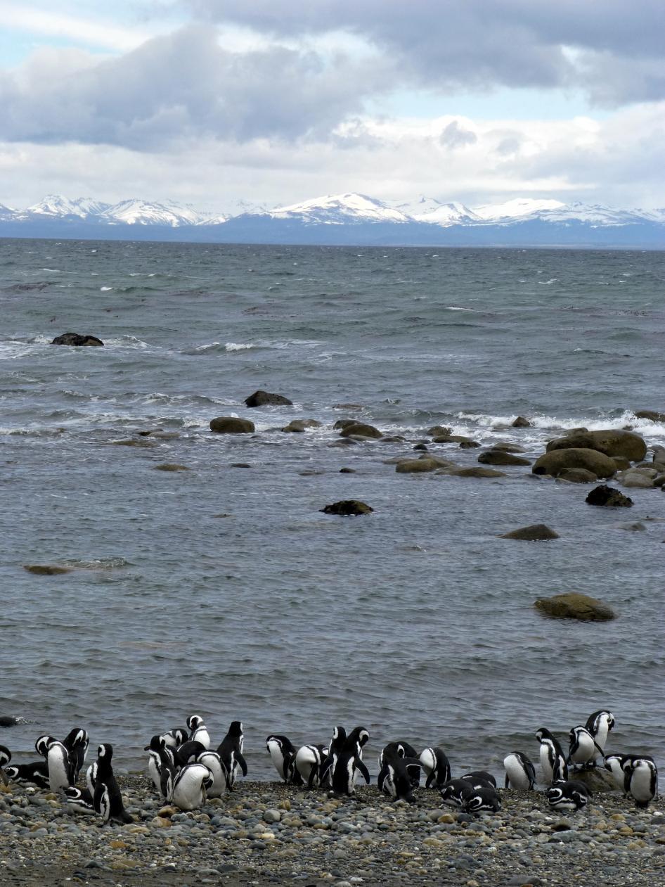 A colony of Magellanic penguins near Punta Arenas. Image courtesy of NASA/Maria-Jose Vinas.

