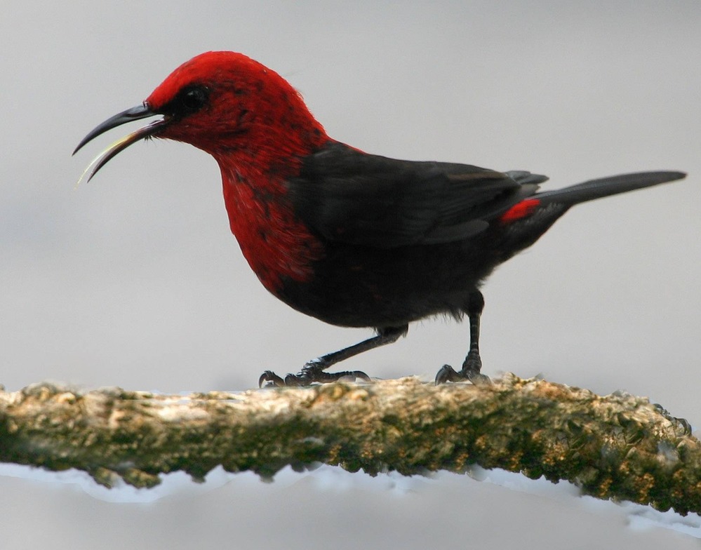 A cardinal honeyeater, named segasega mau'u in Samoan. Photo courtesy of the US National Park Service.