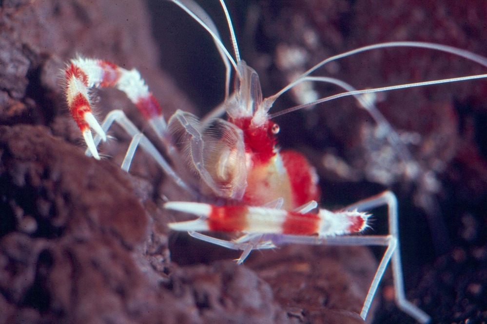 A banded coral shrimp. Photo courtesy of the US National Park Service.