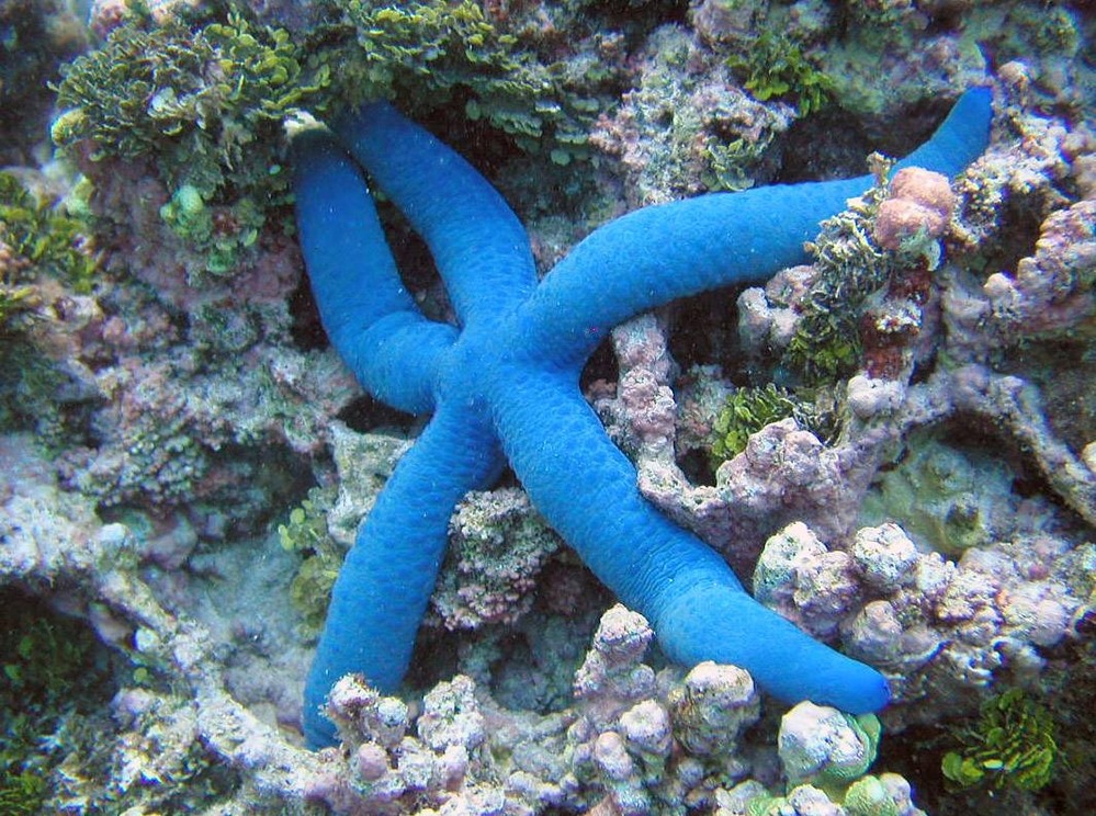A blue starfish. Members of the starfish family come in a variety of colors. Photo courtesy of the US National Park Service.