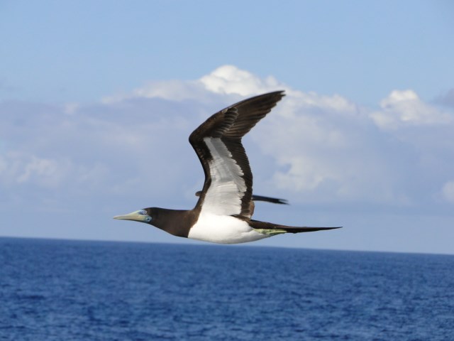 A brown booby, named fua'o in Samoan, has white plumage on its chest and on the underside of its wings. Photo courtesy of the US National Park Service.