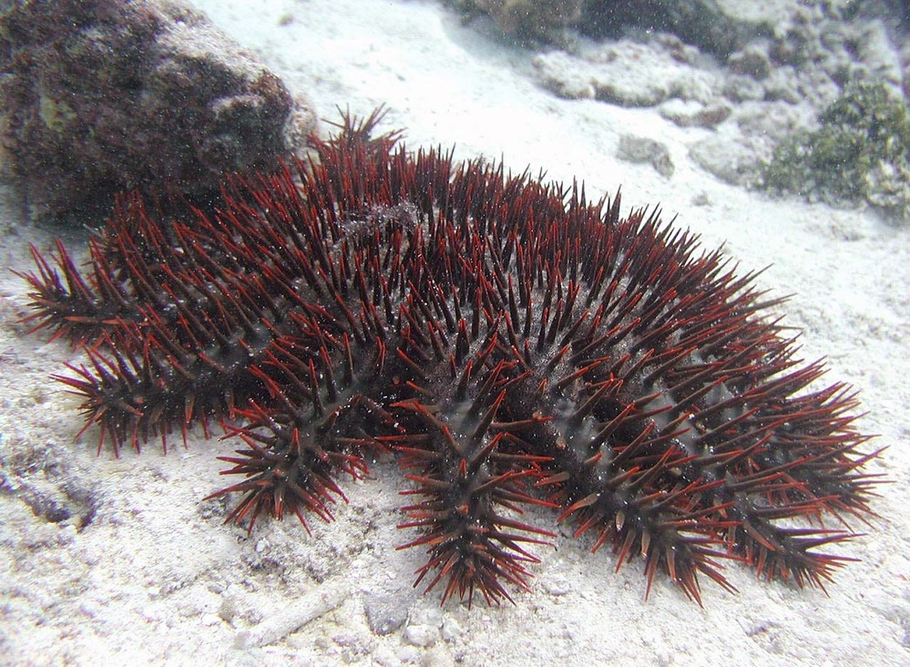 A crown-of-thorns starfish. Photo courtesy of the US National Park Service.
