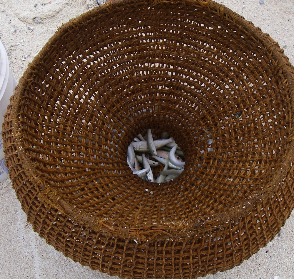 An enu basket fish trap. The cleverly constructed woven baskets are baited and buried halfway in shallow water along a sandy shoreline. Photo courtesy of the US National Park Service.