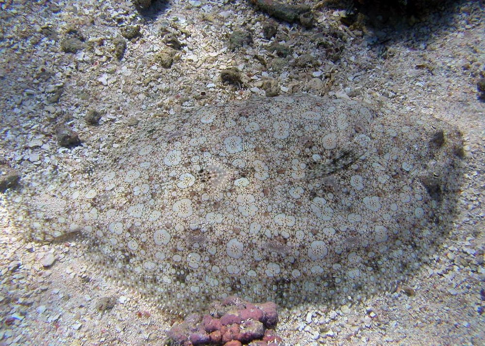 Flounders camouflage themselves by lying on the bottom of the ocean floor as protection against predators. Photo courtesy of the US National Park Service.