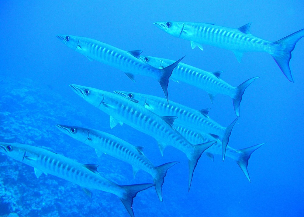 Giant barracuda at the National Park of American Samoa. Photo courtesy of the US National Park Service.