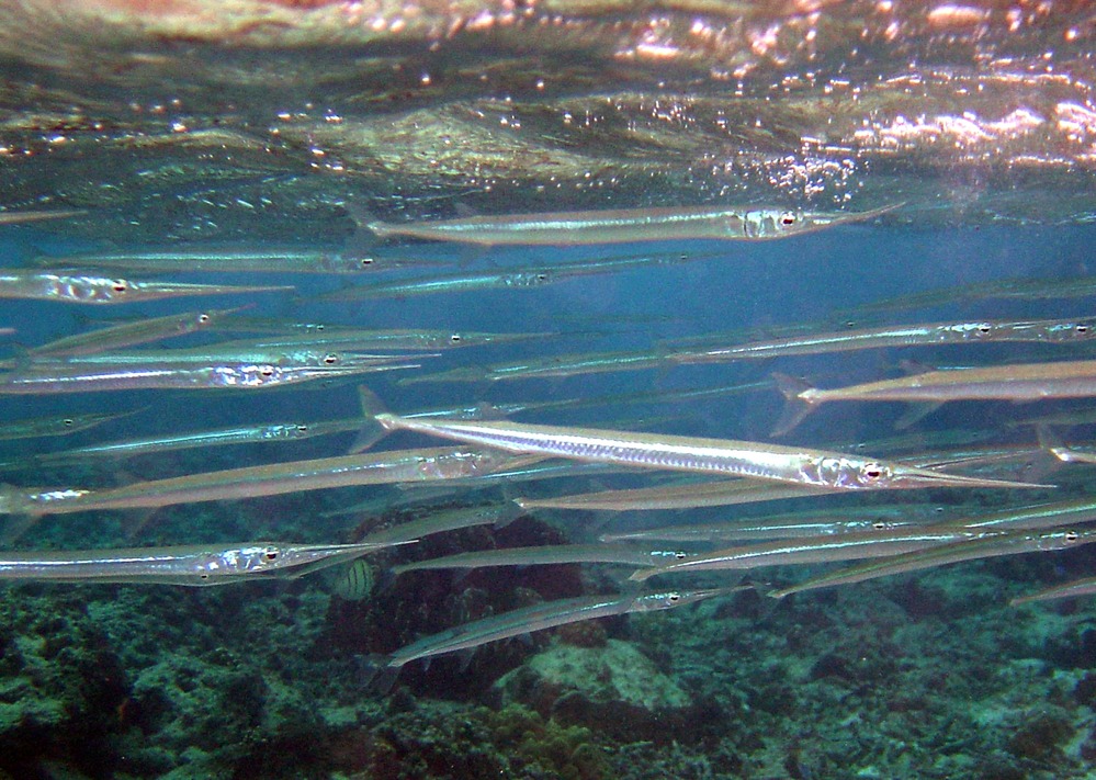 A school of reef needlefish. Photo courtesy of the US National Park Service.