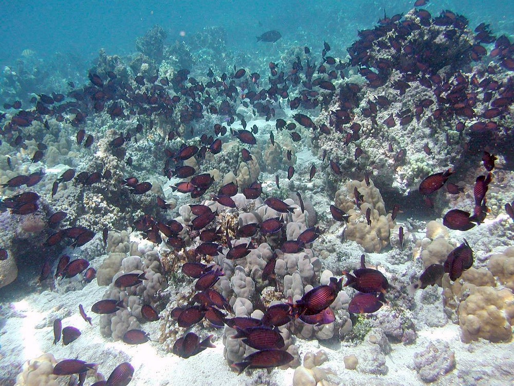 Striped bristletooth tangs are named ‘pone’ in Samoan. Photo courtesy of the US National Park Service.