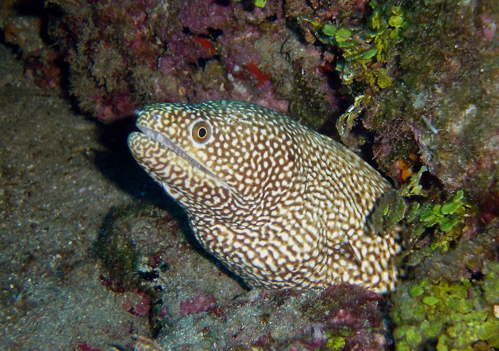 A whitemouth moray eel peers out from its den. Photo courtesy of the US National Park Service.