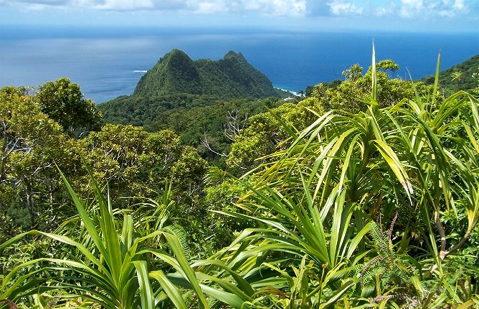 Rainforest opening on Polauta Ridge. Photo courtesy of the US National Park Service.