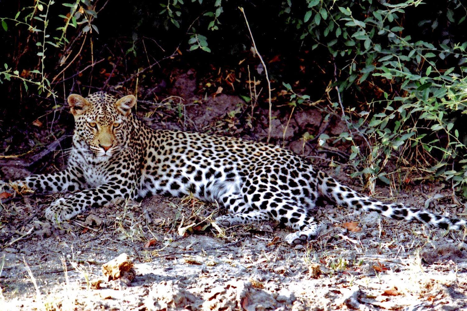 A resting but wary leopard.