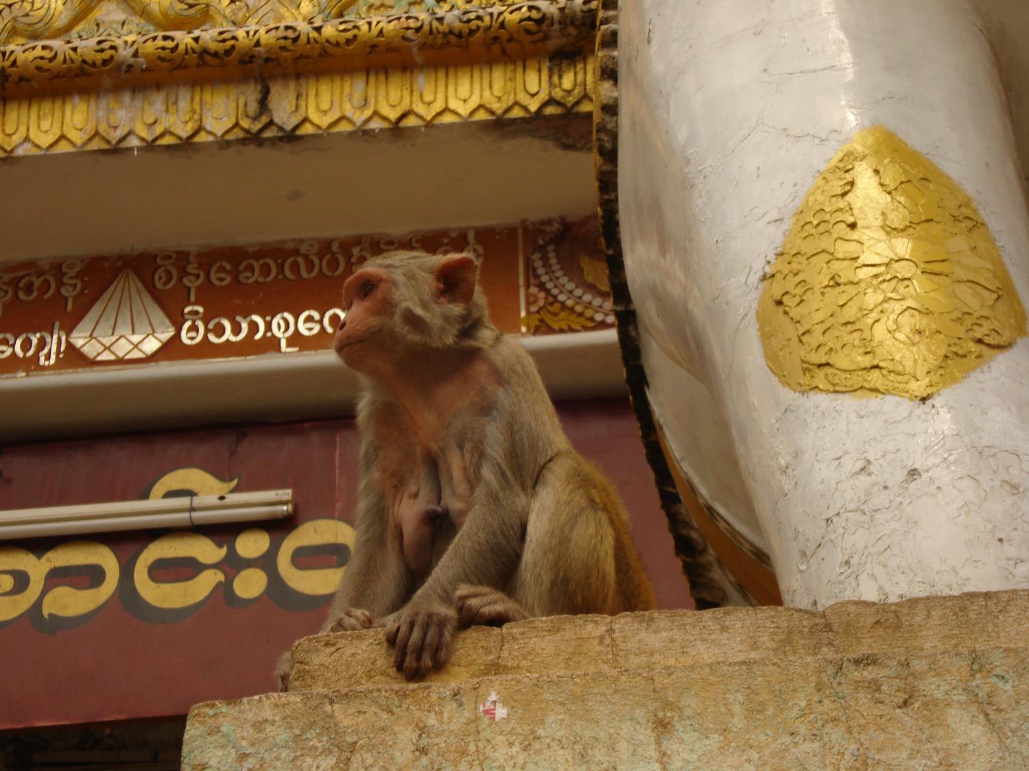 Mount Popa, an extinct volcano, is located southeast of Bagan. It has become the site of religious and mystical interests, notably "nats" or the spirits of ancient ancestors. A monastery sits atop the volcano and houses several monkeys.