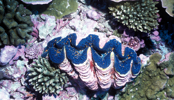 Giant clam partly embedded in the fringing coral reef surrounding Baker Island. Image courtesy of the US Fish and Wildlife Service.