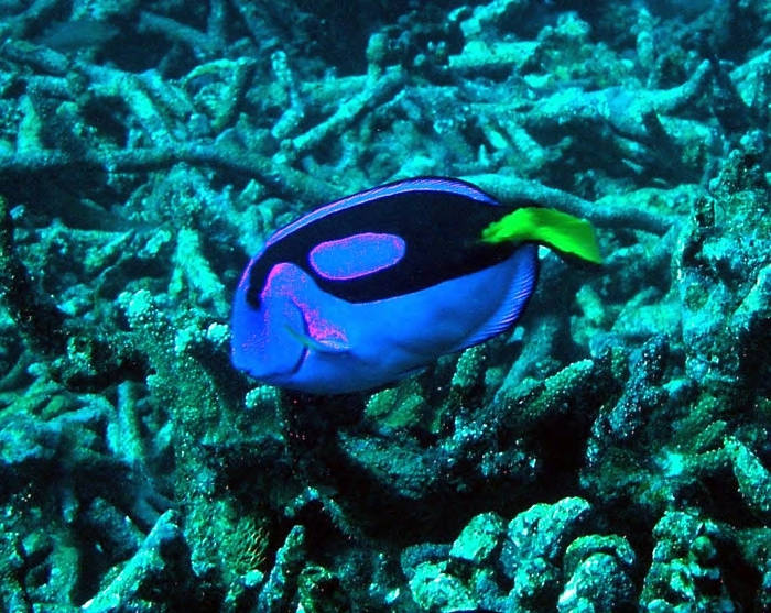 A reef fish known as the Pacific blue tang scouts the coral at Baker Island National Wildlife Refuge. Image courtesy of USFWS/Jim Maragos.