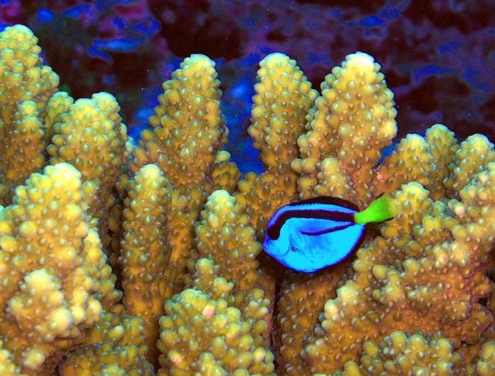 A coral reef fish known as the Pacific blue tang contrasts sharply with stony Acropora coral at Baker Island National Wildlife Refuge. Image courtesy of the USFWS.