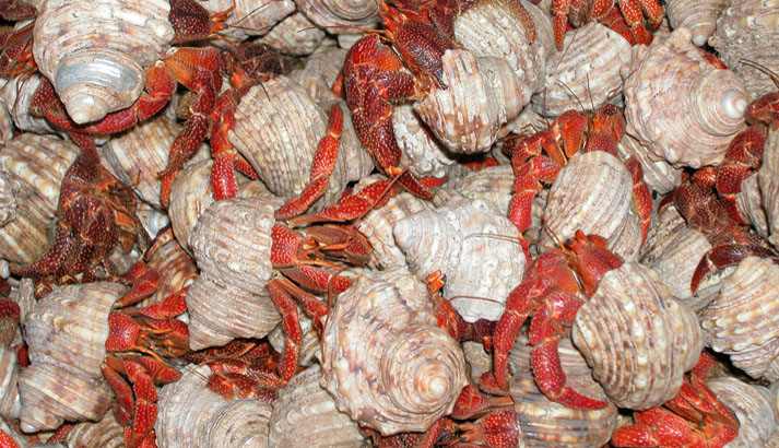 Large numbers of hermit crabs are found on Baker Island; they like to congregate in the shade of old lighthouse. Photo courtesy of the US Fish and Wildlife Service.