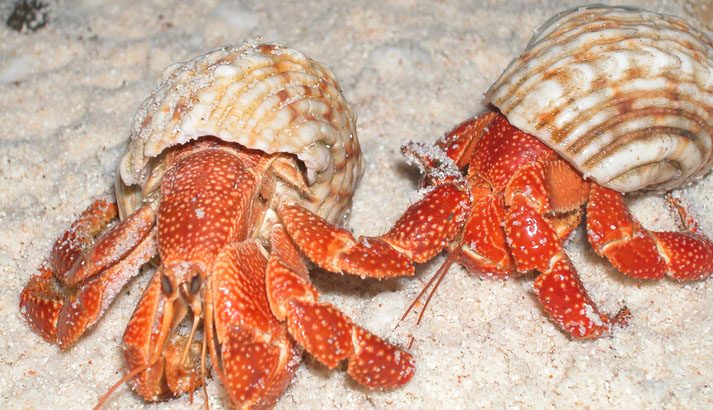 Two hermit crabs on Baker Island. The crabs rely on the abandoned shells of marine snails for their protection. Image courtesy of the US Fish and Wildlife Service.