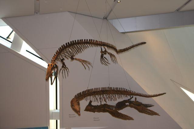 Fossil reptiles on display at the Royal Ontario Museum in Toronto.  