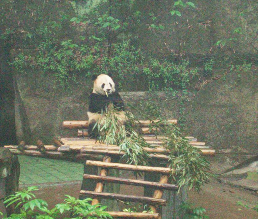 Panda munching bamboo stalks at the Chongqing Zoo.  
