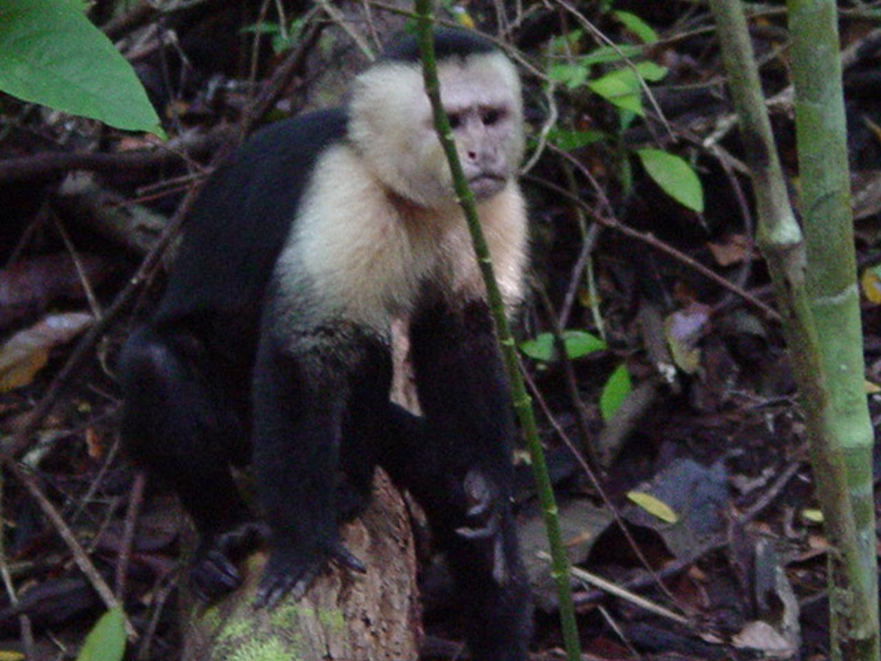 A monkey in Manuel Antonio National Park.