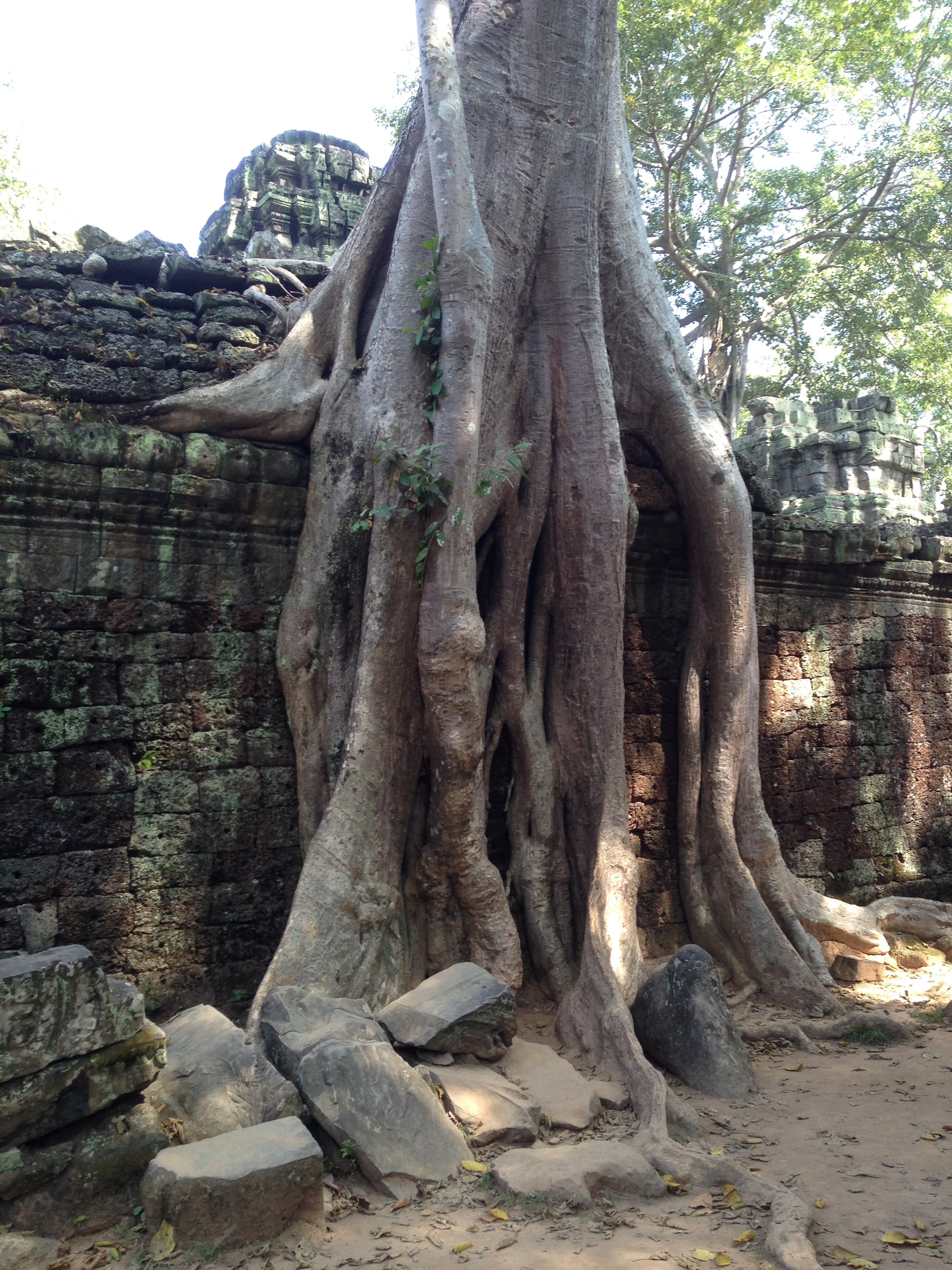 Tree roots drape over a wall at Ta Prohm, the modern name for the late 12th and early 13th century temple in Siem Reap. Located approximately 1 km east of Angkor Thom, Ta Prohm was founded by the Khmer King Jayavarman VII as a Buddhist monastery and university. Unlike most Angkorian temples, Ta Prohm remains in much the same condition as when it was found. The photogenic and atmospheric combination of trees growing out of the ruins and the jungle surroundings have made it one of Angkor's most popular temples with visitors. UNESCO inscribed Ta Prohm on its World Heritage List in 1992. Today, it is one of the most visited complexes in Cambodia’s Angkor region. 