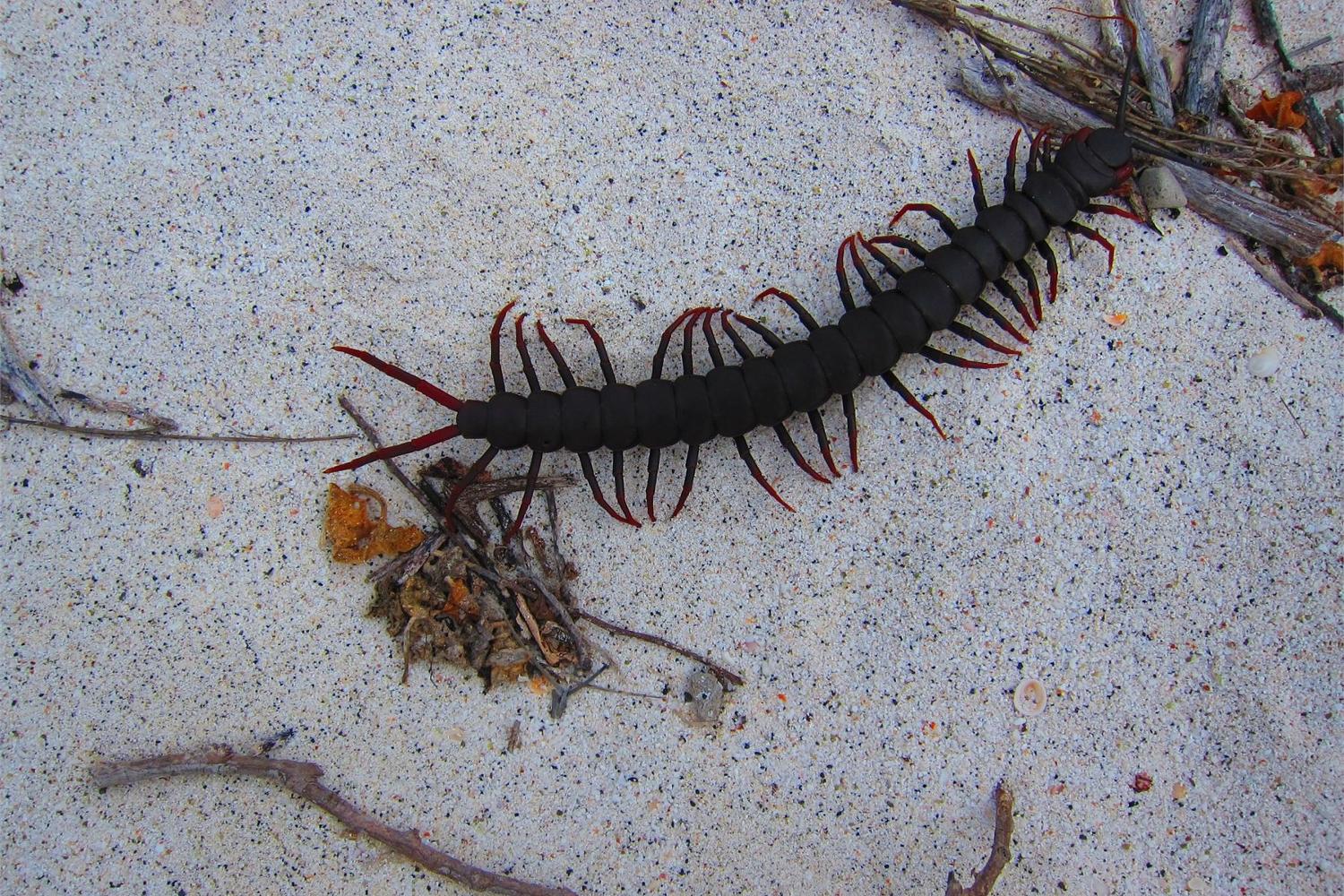 This Galapagos orange foot giant centipede at Wizard Hill (Cerro Brujo) on San Cristobal Island is a full-grown adult at approximately 45 cm (18 in). 
