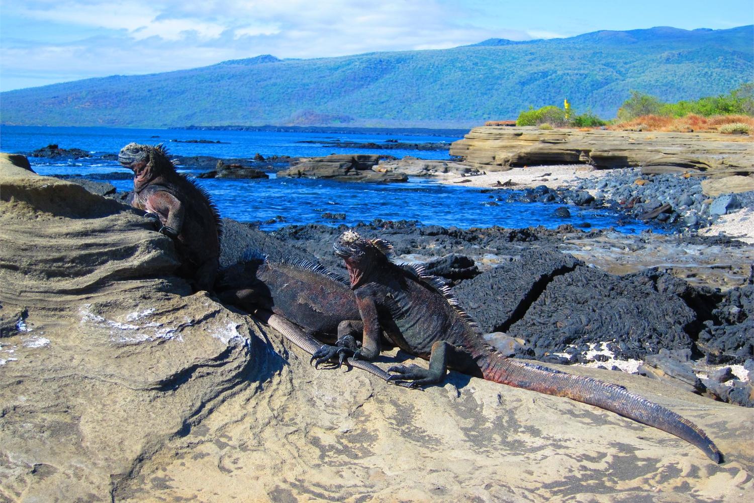 Marine iguanas are excellent swimmers capable of diving up to half an hour at depths of 10 m (32 ft) or more. The males grow to approximately 1.7 m (5.6 ft) long. 