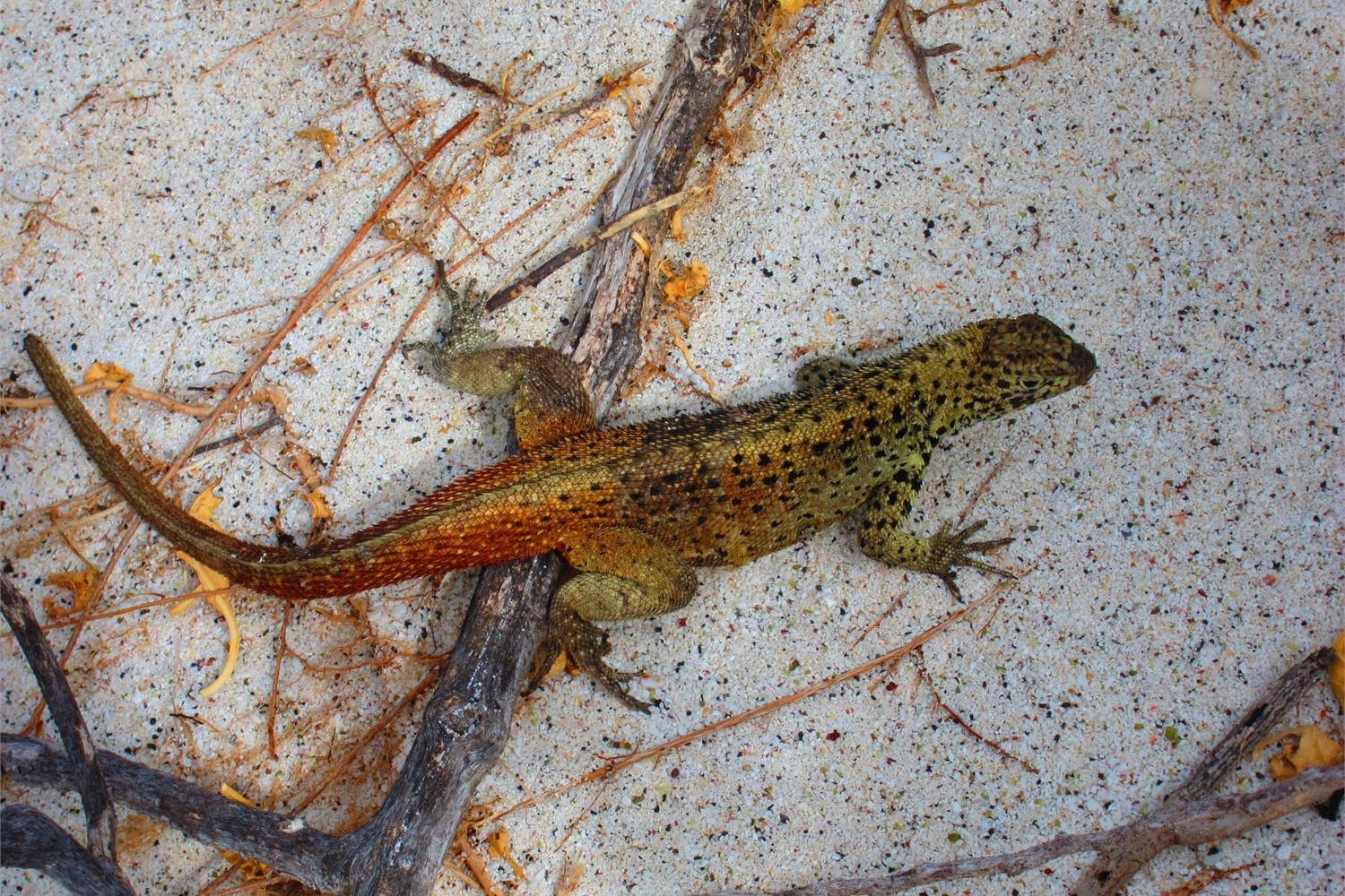 The Galapagos archipelago has seven subspecies of the ubiquitous lava lizards, which are endemic to the archipelago. This one at Wizard Hill on San Cristobal Island is approximately 30 cm (1 ft), the typical length for these critters who live up to 10 years.