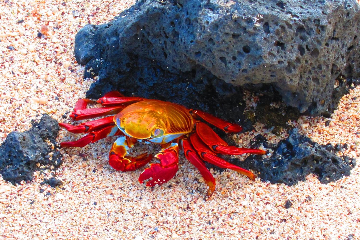 The colorful Sally Lightfoot crab is solid black when it is young.