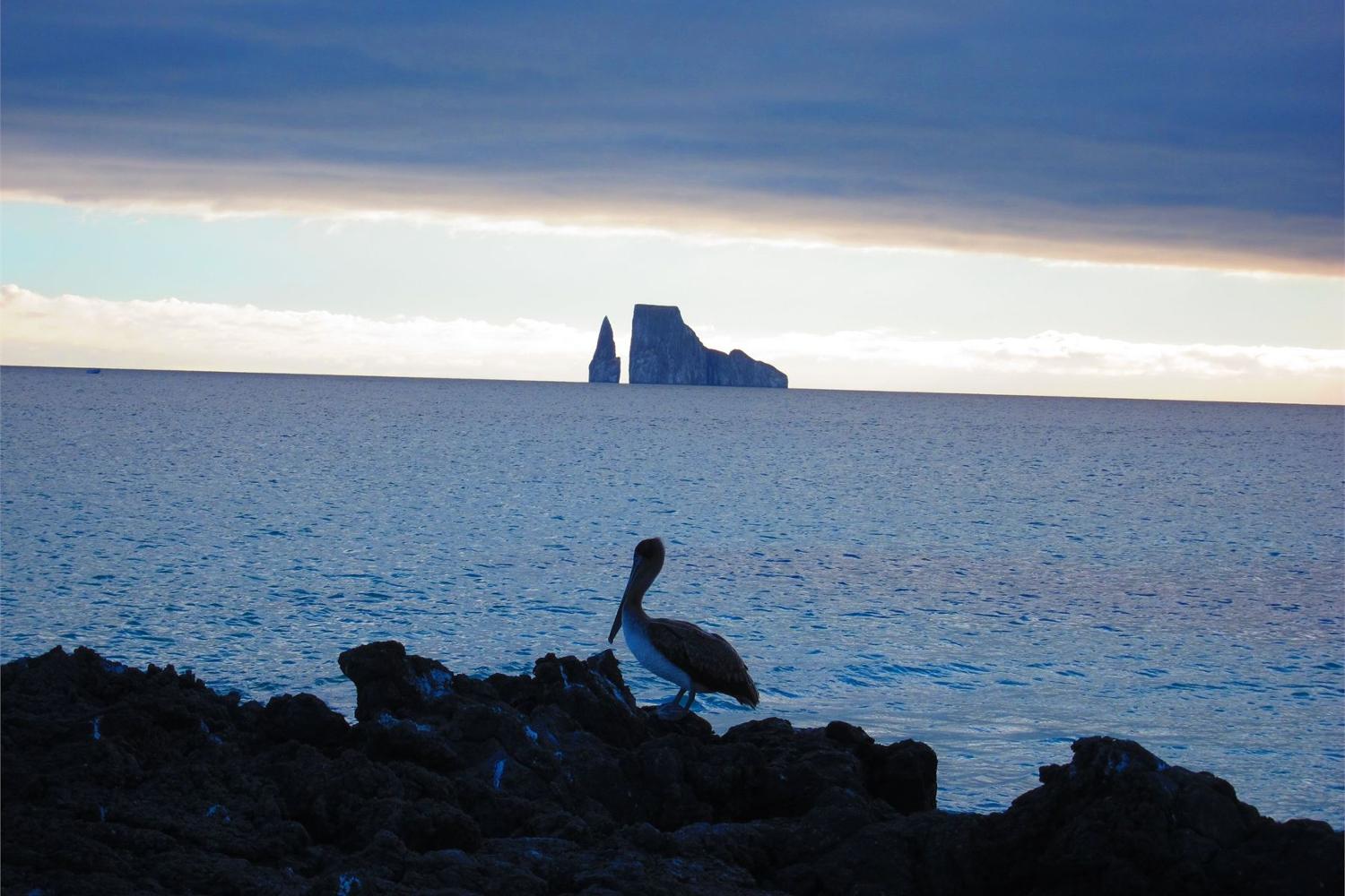 A brown pelican on San Cristobal Island with volcanic rocks in the background.
