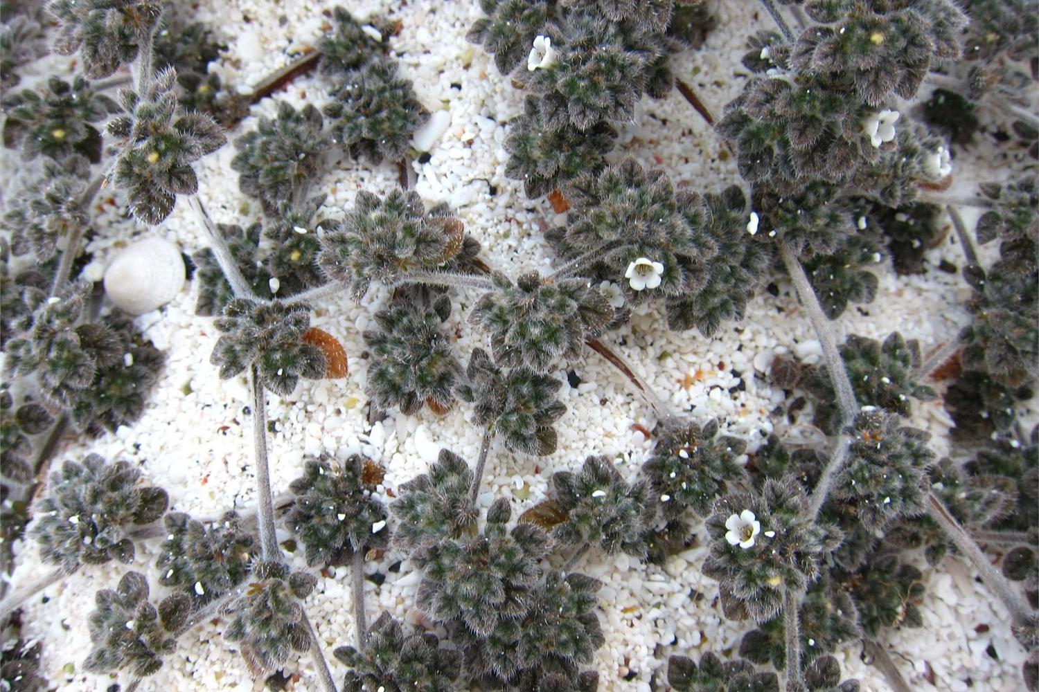 Low-growing flora on a beach at Wizard Hill on San Cristobal Island.