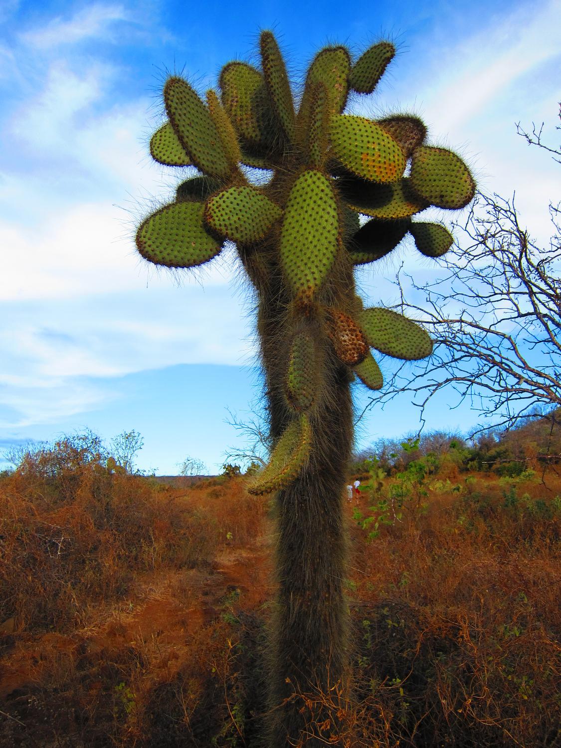 The prickly pear cactus is the most common of all cacti on the Galapagos Islands; it will grow trunks as high as 1.5 m (5 ft) tall on islands where herbivores are a threat.