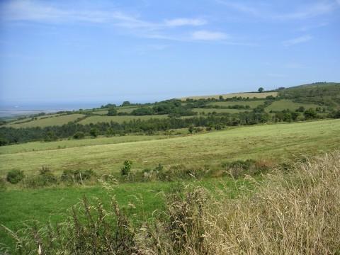 Some of the famed "forty shades of green" displayed in a pastoral Irish setting.