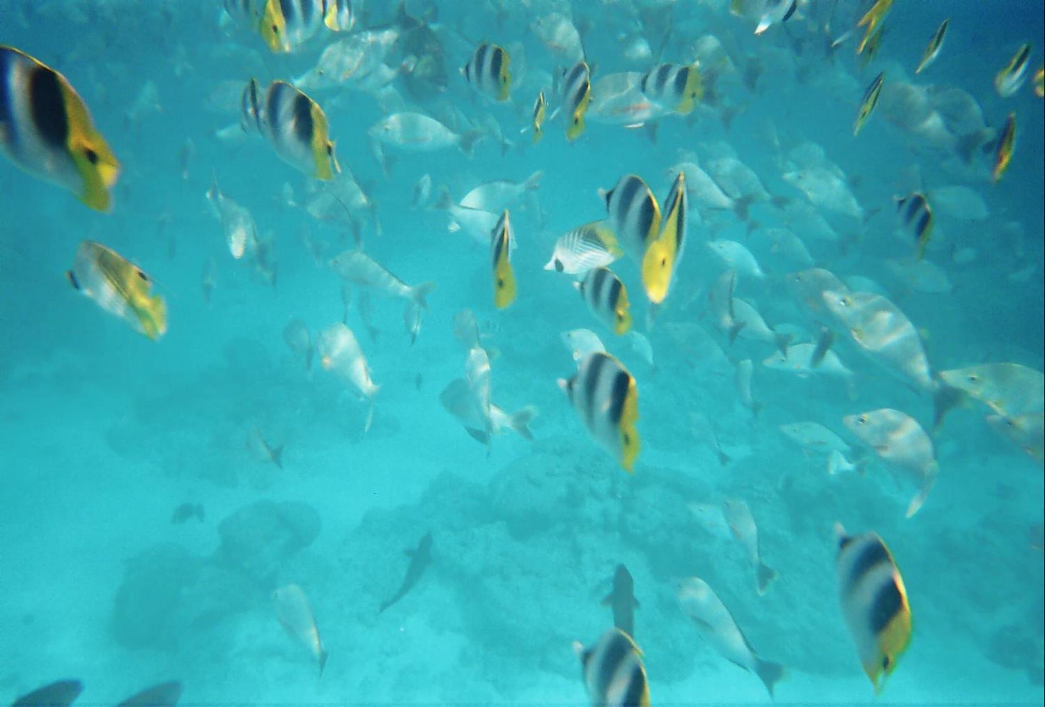 Yellow tang at Rangiroa, Tuamotu Islands.