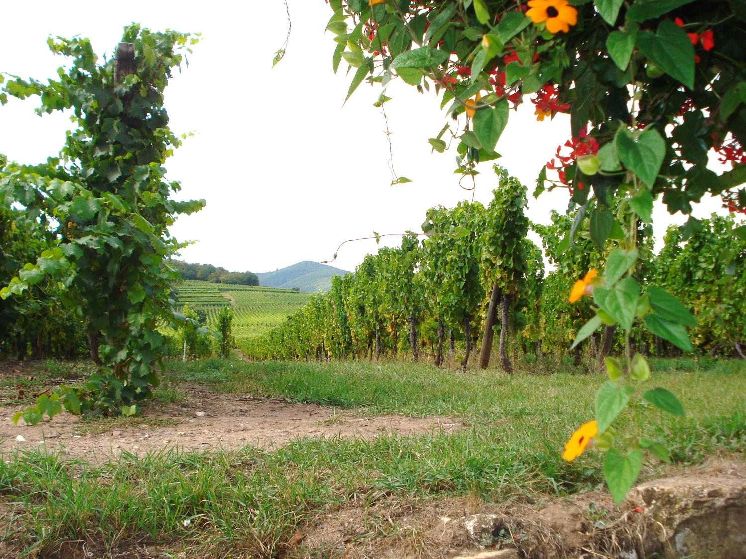 Vineyards along the Alsatian Wine Route.