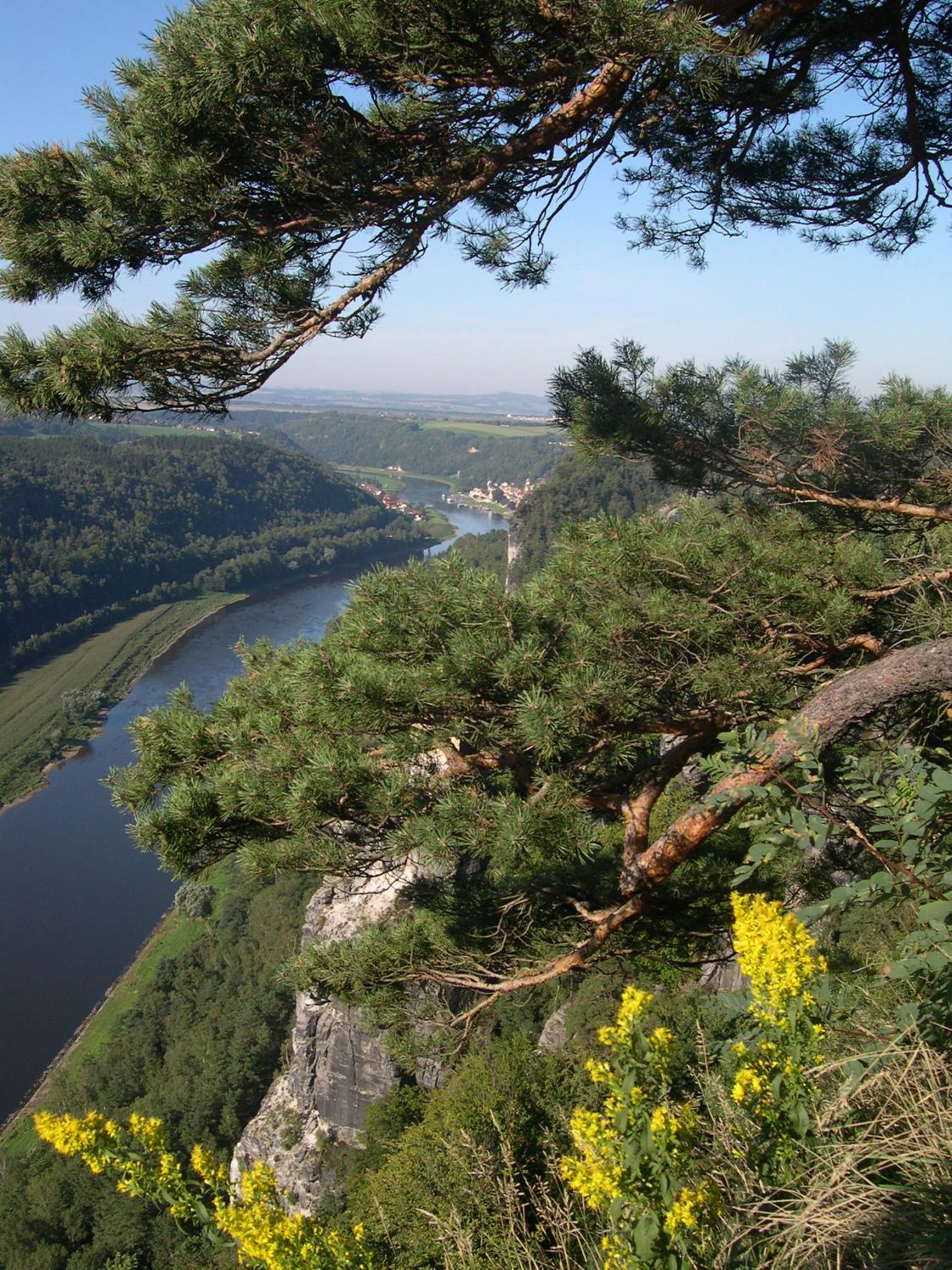 Flowers blooming in an overlook at Saxon Switzerland State Park.