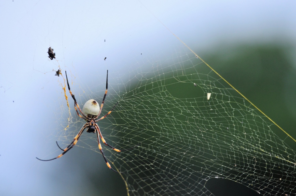 A Golden Orb Weaver Spider basks on the island of Vava'u, Tonga. This arachnid is found In warm climates and can vary in color. The spider takes its name from the gold color of the silk in its web. Its venomous bite is painful but rarely deadly to humans. Photo courtesy of the US Army National Guard/ Sgt. Walter H. Lowell.