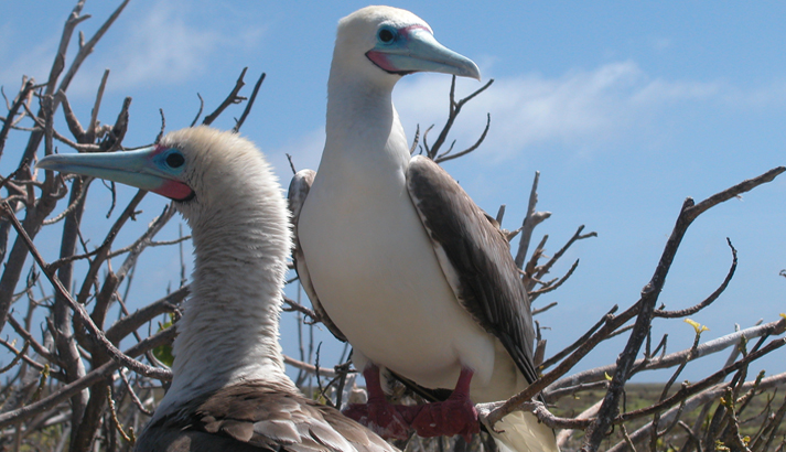 Along with their red legs and feet, red-footed boobies have blue beaks. Photo courtesy USFWS.