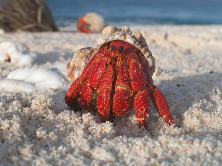 A hermit crab emerges from its shell at Howland Island National Wildlife Refuge. Image courtesy of USFWS.