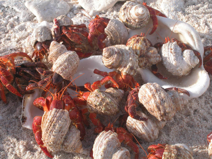 What do you call a gathering of hermit crabs on a Howland Island National Wildlife Refuge beach? A crab fest? Photo courtesy of USFWS/Christian Eggleston.