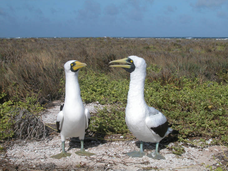 A pair of masked boobies at Howland Islands NWR. Photo courtesy of USFWS/Christian Eggleston.